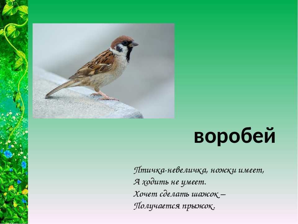 Загадки про зверей (белка, лиса, медведь, заяц, волк)