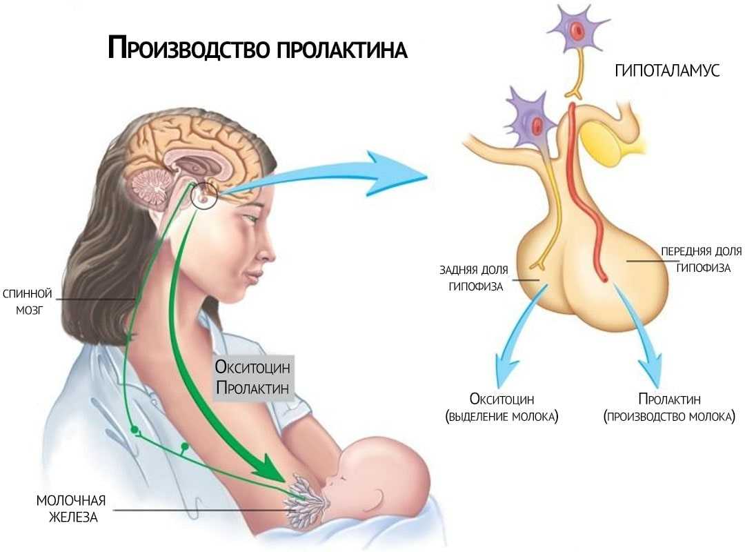 Повышенный пролактин у женщин: причины, последствия, лечение | национальный центр репродукции «эко-содействие»