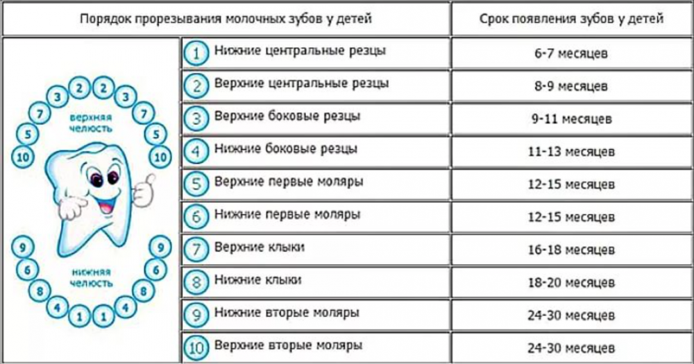 Зубы у ребенка в 2. Таблица прорезывания зубов у детей. Схема прорезывания молочных зубов у детей до 2 лет. Молочные зубы у ребенка порядок прорезывания сроки. Время прорезывания зубов у детей таблица молочных.