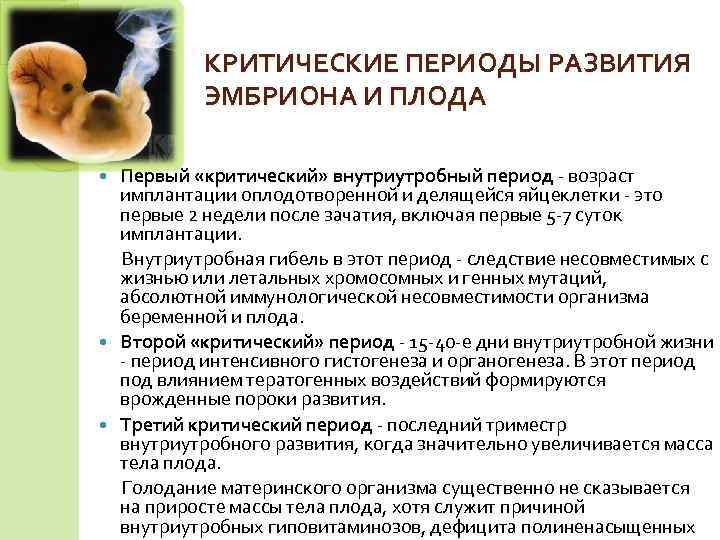 Периоды развития плода