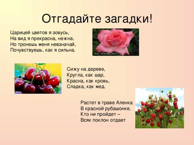 «подборка пословиц и поговорок о растениях» (для учащихся 5-7 классов)