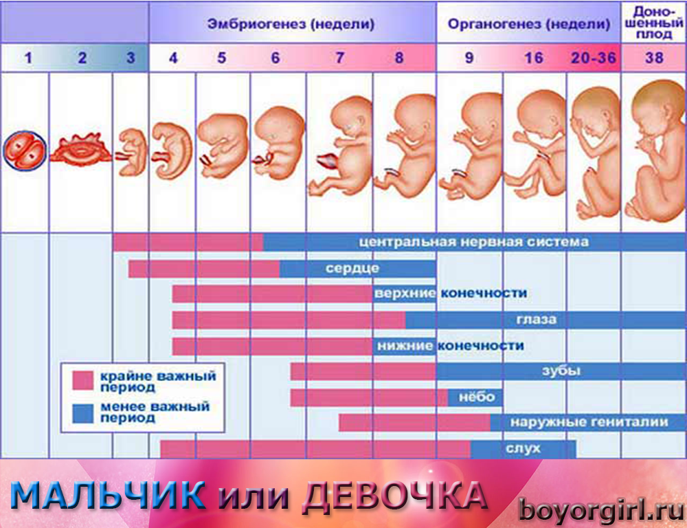 Беременность по неделям. Физиологическое развитие плода. Беременный календарь. Сроки беременности по неделям.