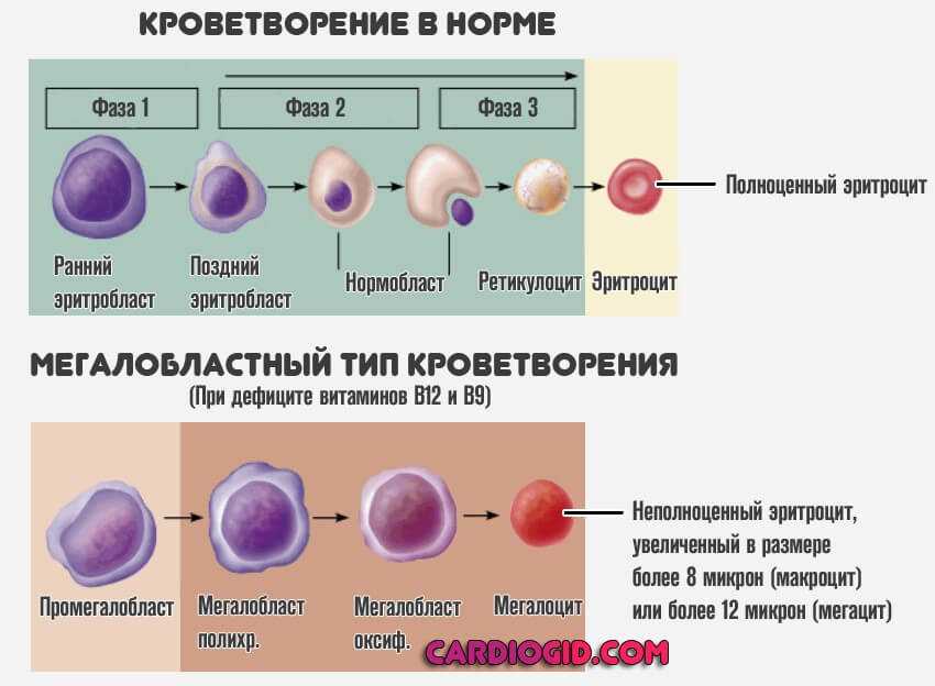 Схема кроветворения патофизиология