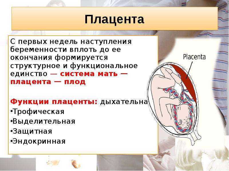 Низкая плацентация форум