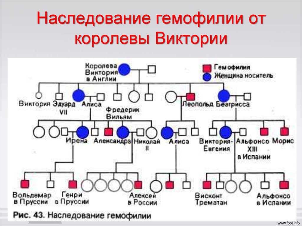 Генетическая схема наследования. Родословная королевы Виктории наследование гемофилии. Родословная королевы Виктории. Родословная по гемофилии королевы Виктории.