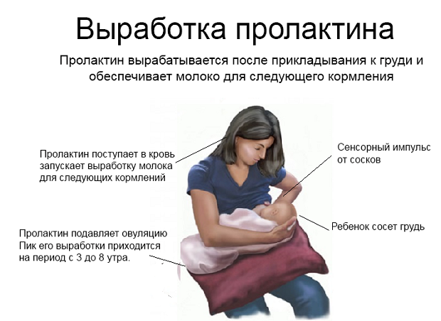 Когда приходит молоко после родов?