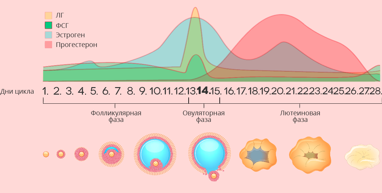 Схема менструационного цикла