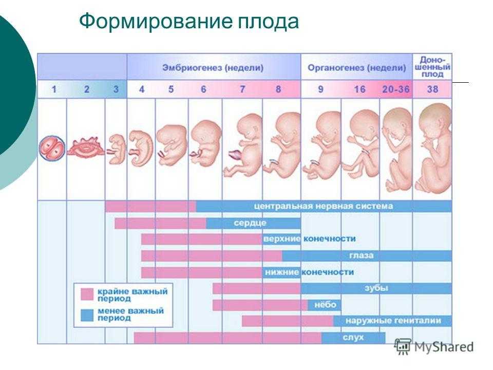 6 недель какой плод. Размер ребёнка в 12 недель беременности. Развитие плода по неделям беременности описание с фото. 28 Недель беременности сколько это месяцев. Рост ребенка в 9 недель беременности.