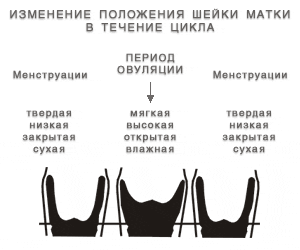 Месячные при беременности