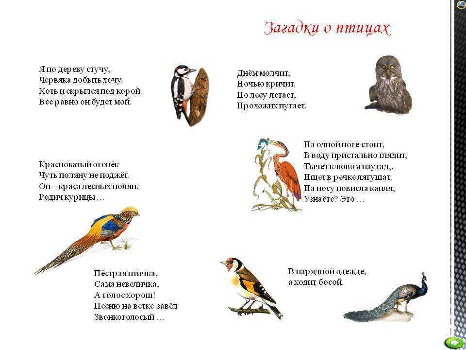 Сойка  —  птица-«пересмешница»