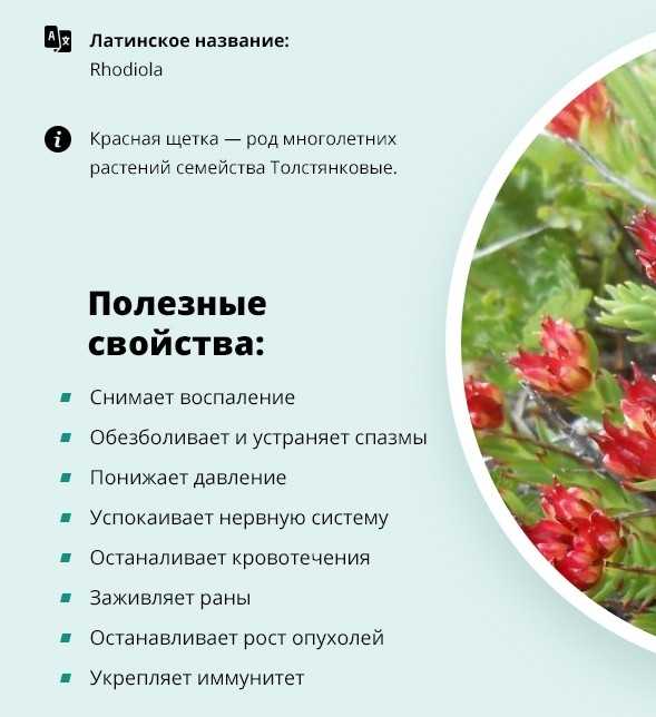Красная щетка: свойства, состав, показания к применению, противопоказания, сочетание с другими травами