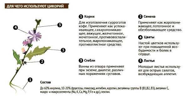 Цикорий при беременности: можно ли беременным на ранних и поздних сроках, польза и вред