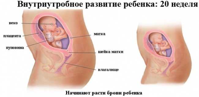 20 неделя беременности