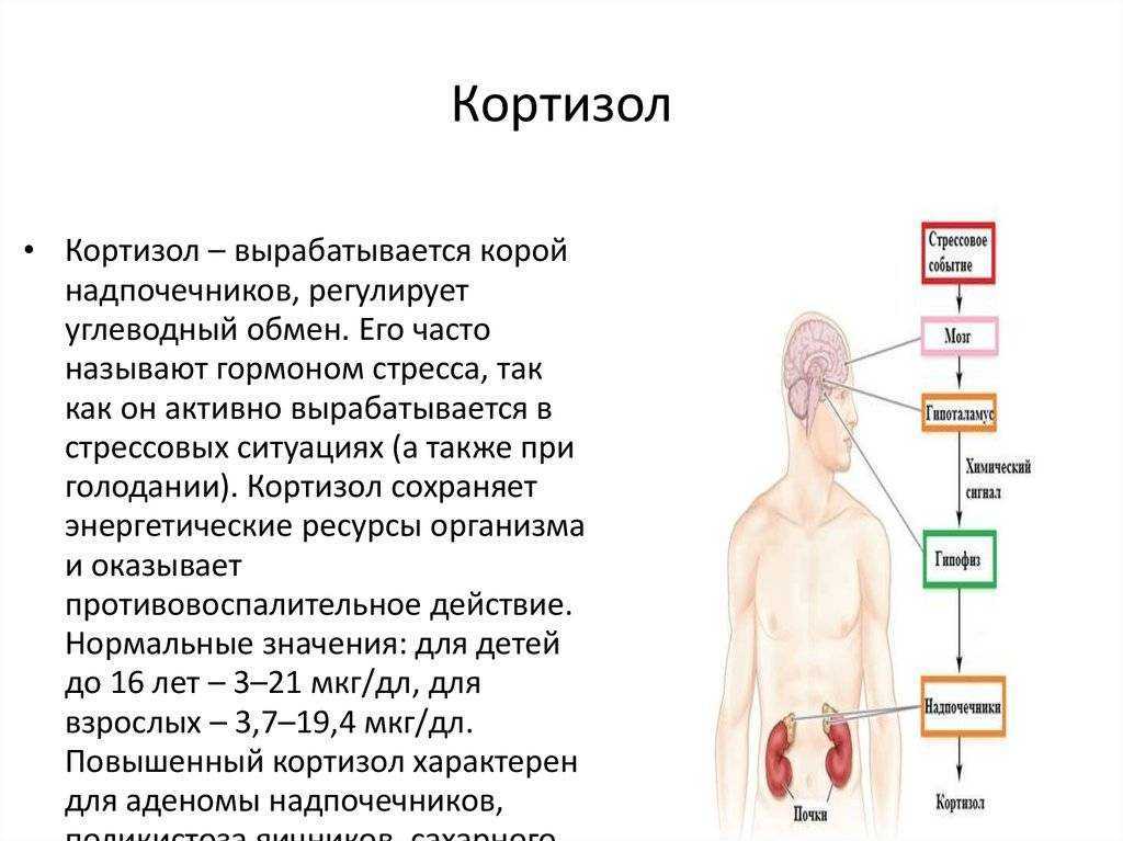 Гормон кортизон: что это, за что отвечает в организме человека