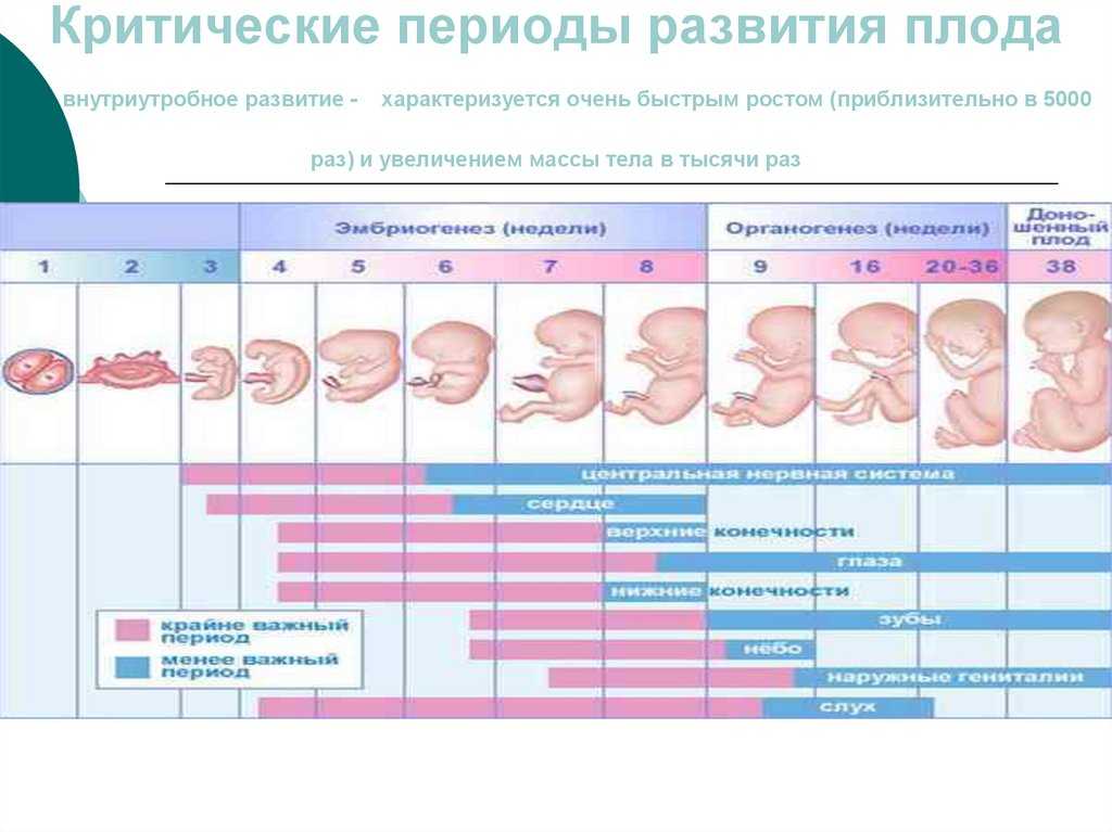 Беременность по неделям | развитие плода по неделям беременности: фото, описание и ощущения женщин на разных этапах беременности