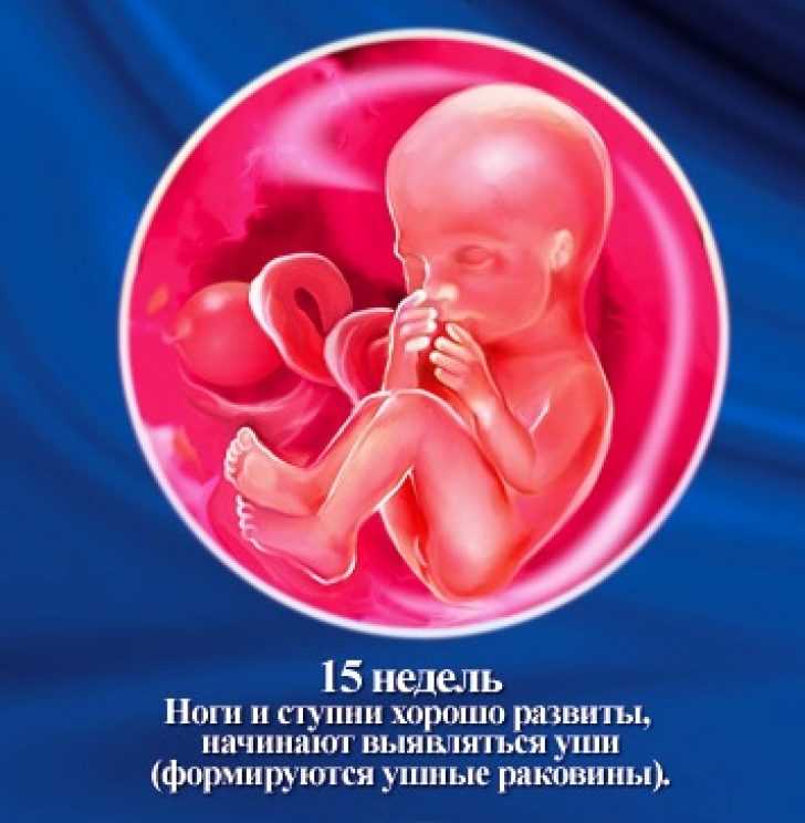 15 неделя беременности: что происходит с малышом и мамой (шевеление плода)
