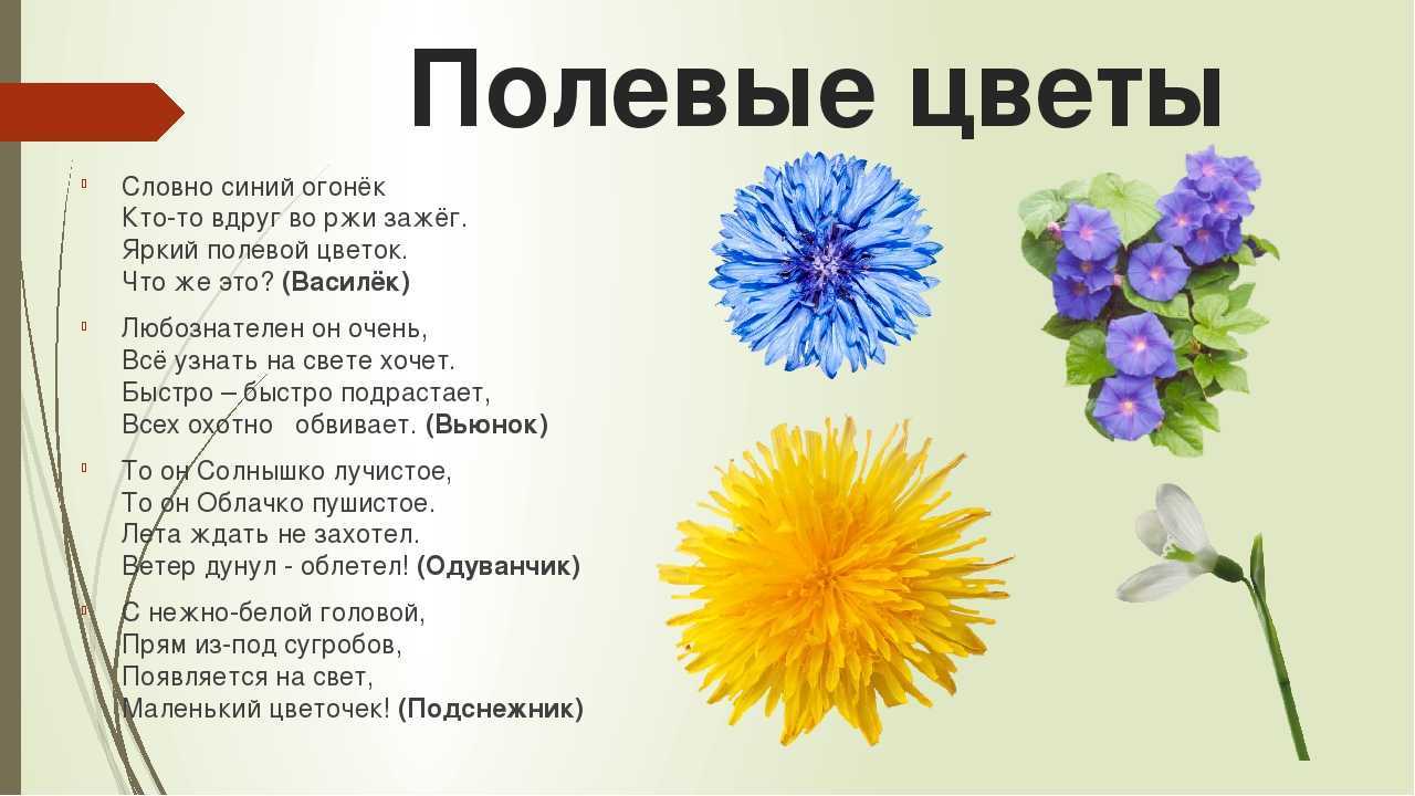 Загадки про растения 1 класс. Загадки про цветы. Стихи о цветах для детей. Загадки про цветы для детей. Загадки о цветах для дошкольников.