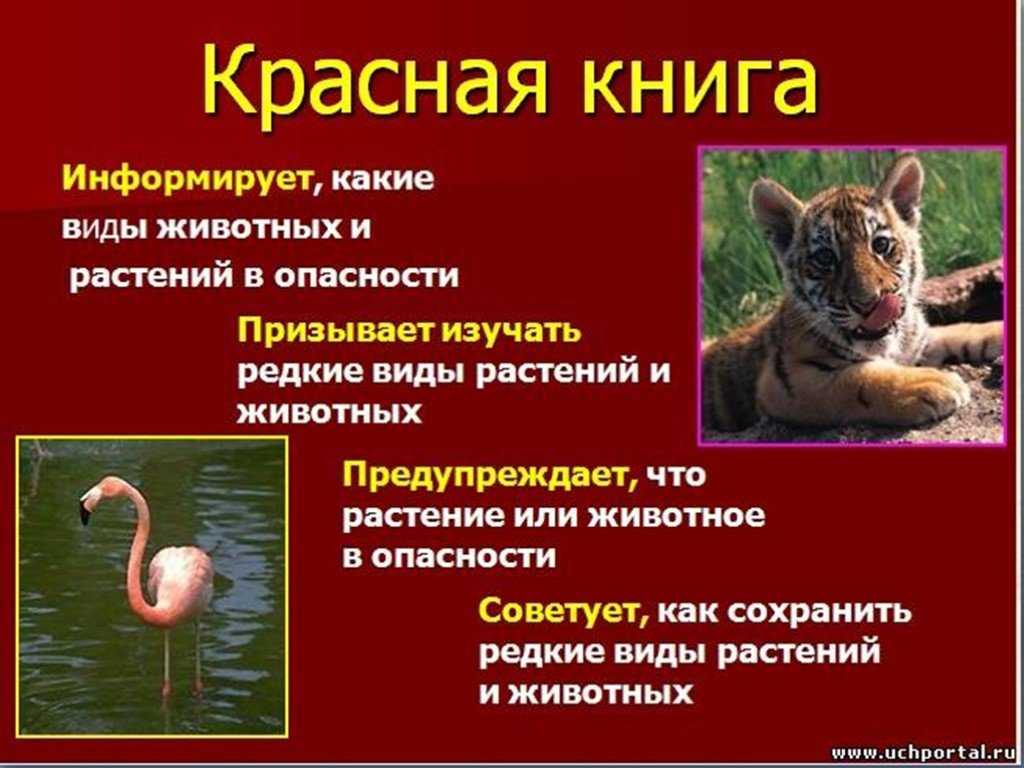 Загадки про красную книгу для детей с ответами