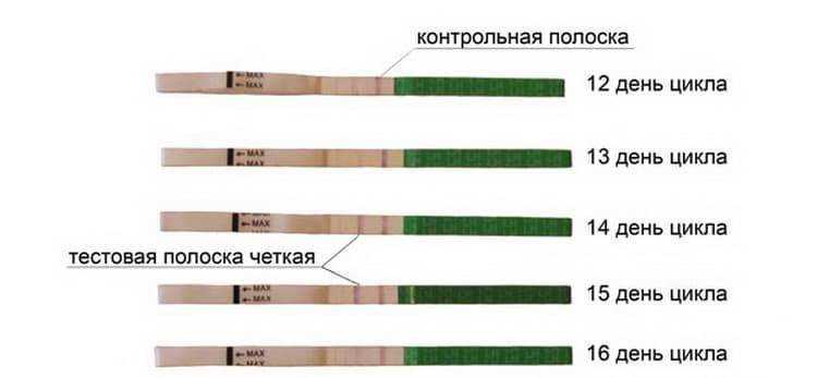 7 мифов о зачатии