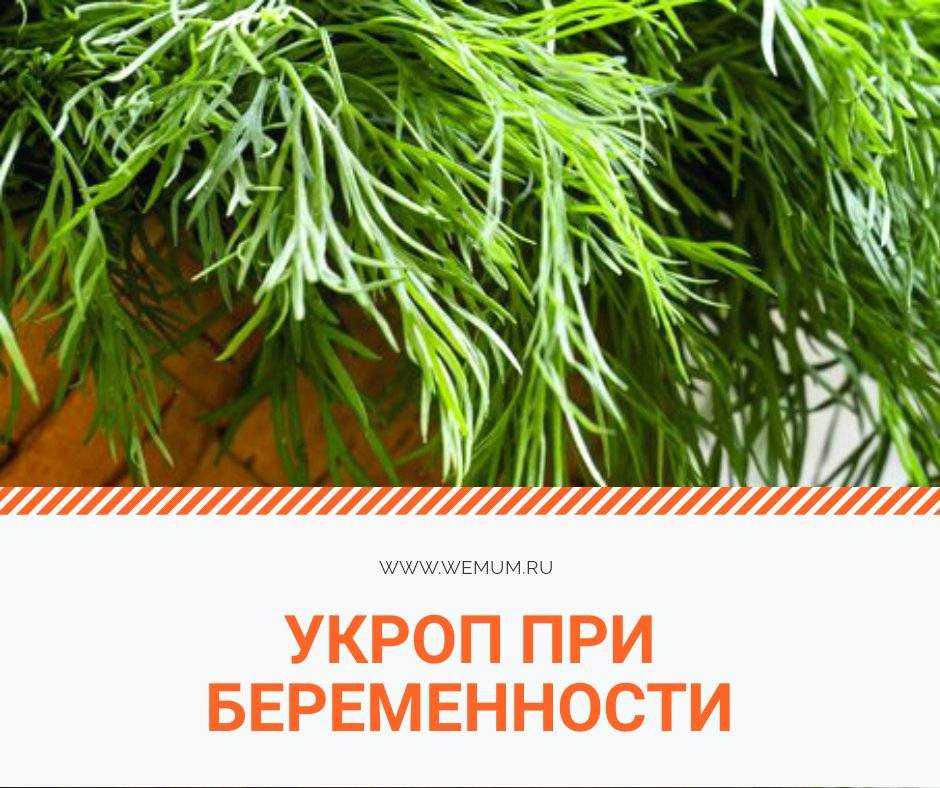 Укроп при беременности