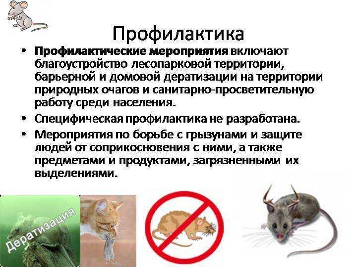 Мышиная лихорадка