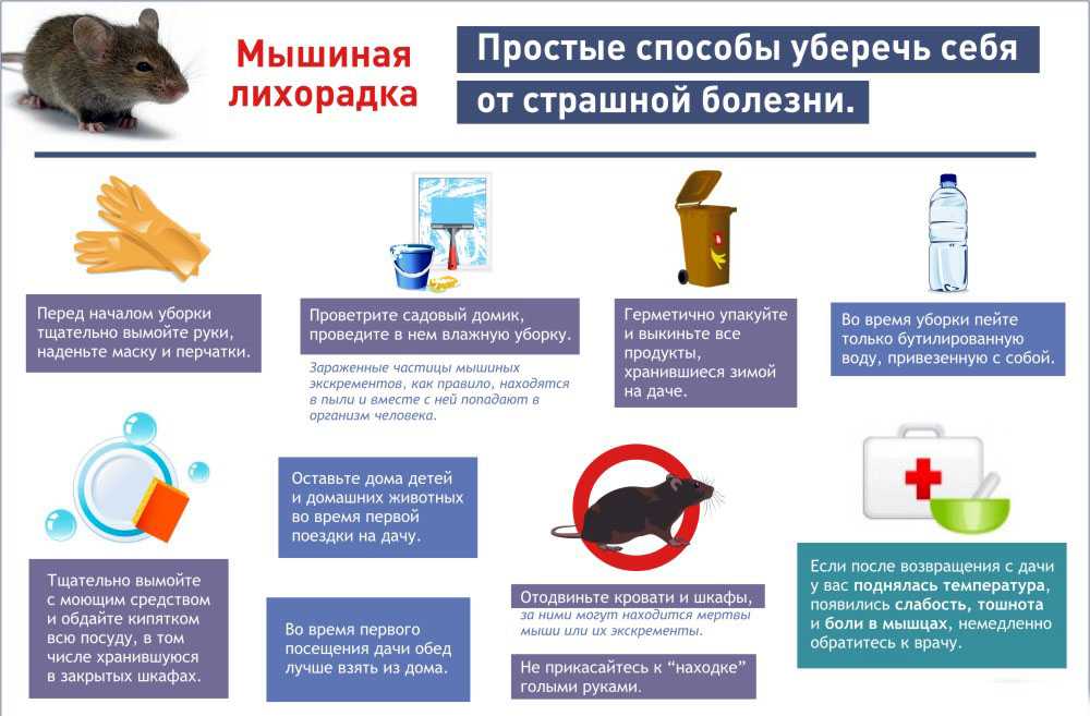 Какие болезни переносят мыши, чем от них можно заразиться