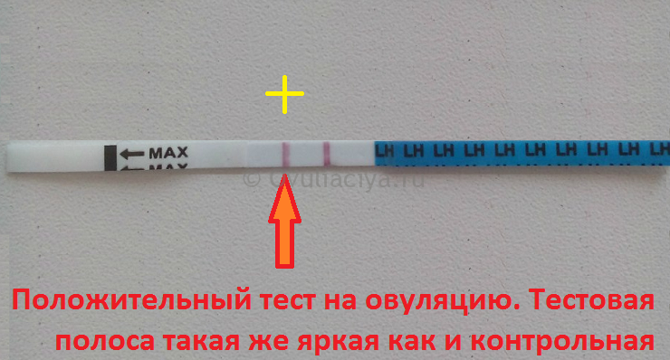 Вторая слабая полоска на тесте на беременность: причины и что делать