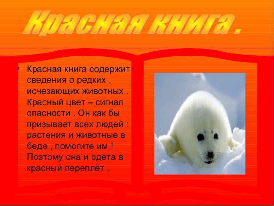 Загадки про животных с ответами — лучшая подборка для детей: 130 загадок
