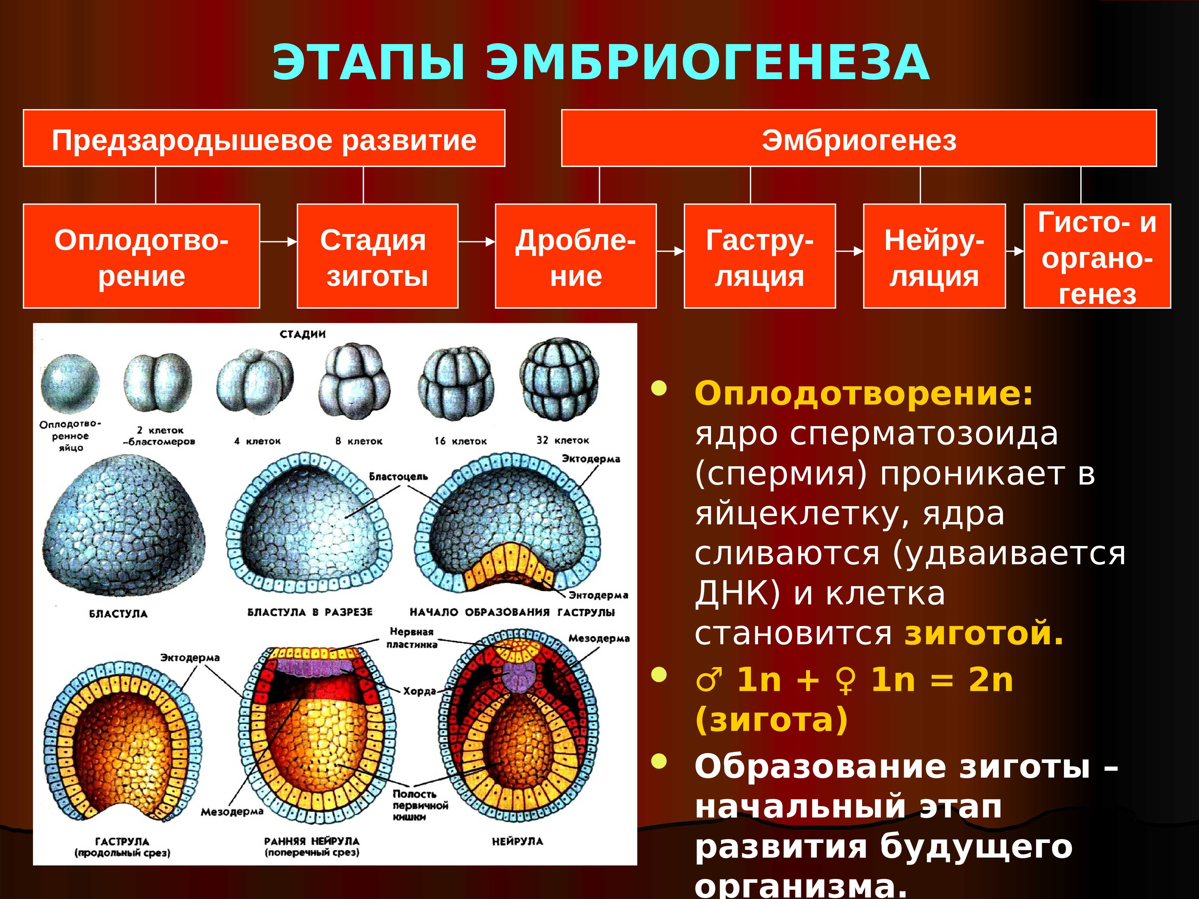 Степени зрелости плаценты по неделям и толщина: почему опасно раннее созревание?