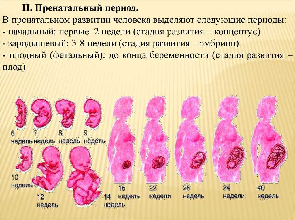 15 недель беременности развитие плода, ощущения в животе, форум, фото плода