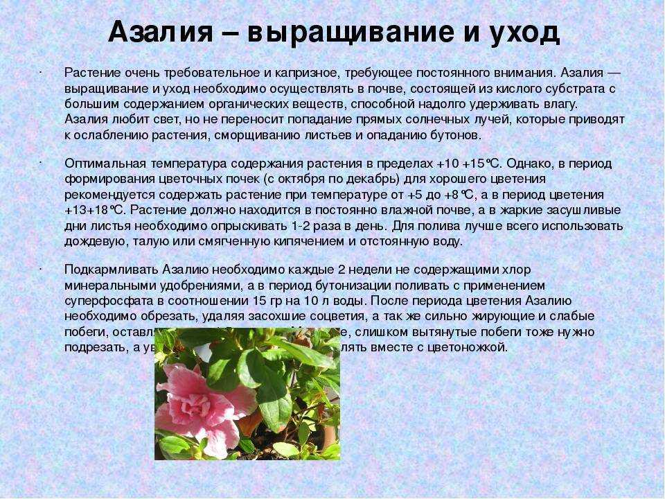 Азалия: значение имени, происхождение, тайна, судьба