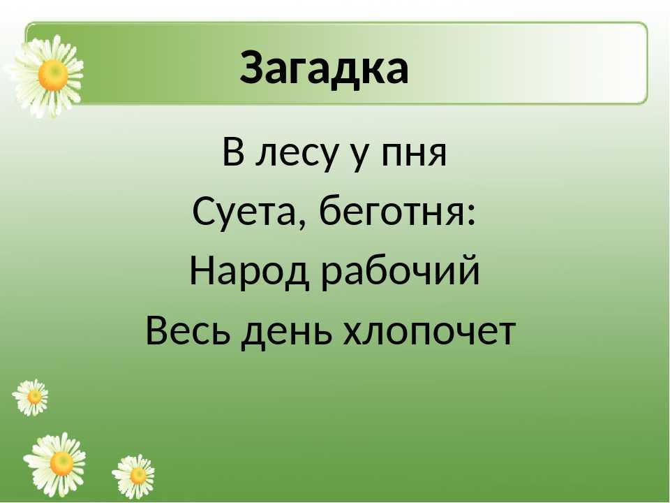 Лесные загадки. Загадка в лесу у пня беготня весь день хлопочет. Загадка про пенек. Викторина загадки леса.