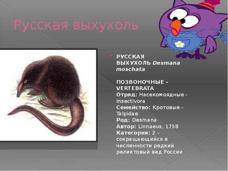 Стихи-загадки про животных для школьников
