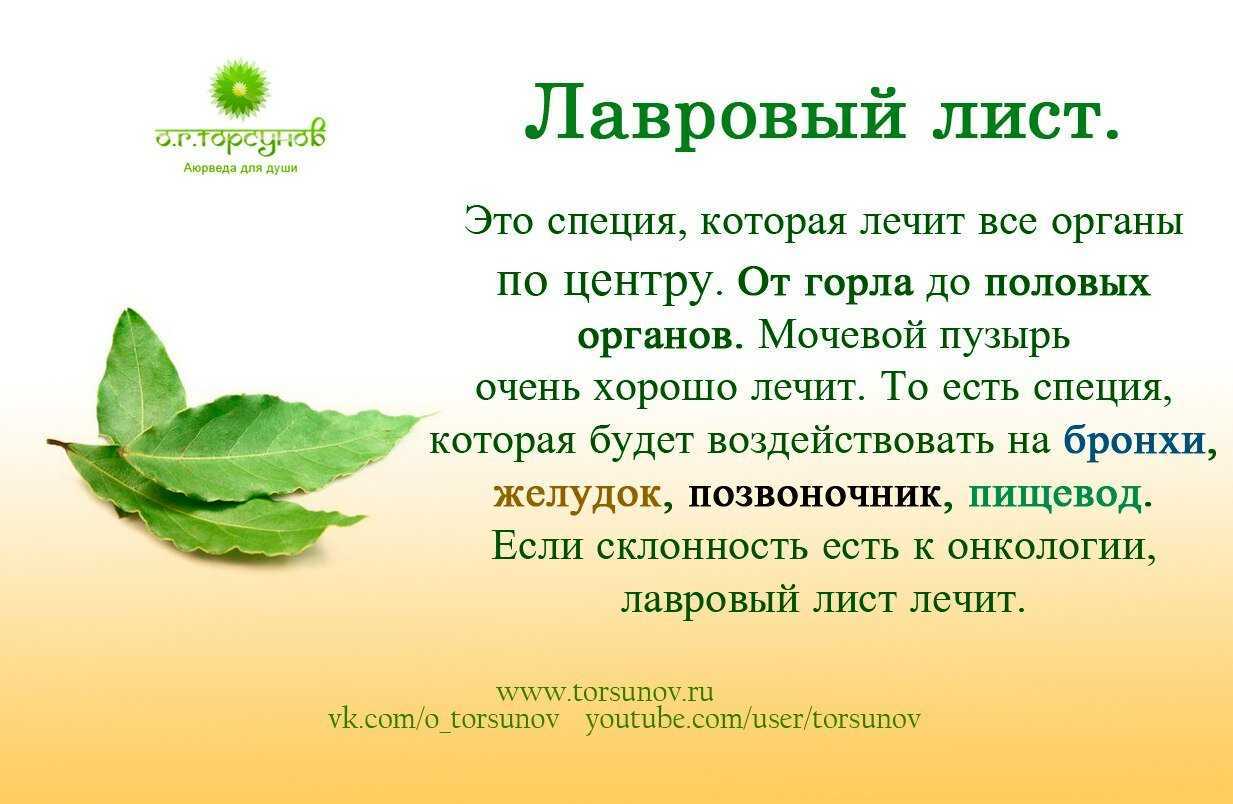 Что не едят сырым, но выбрасывают вареным Вот с такой загадки мы начнем знакомство с одной из самых полезных пряностей – лавровым листом Кому он принесет пользу, а кому вред Как его правильно использовать и хранить