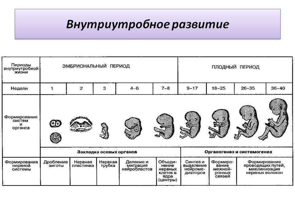 На рисунке изображен эмбрион человека в разные периоды времени