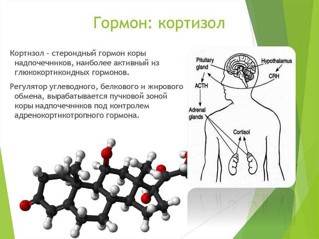В чем риск повышенного кортизола? какие симптомы должны насторожить? | evolutis clinic | дзен