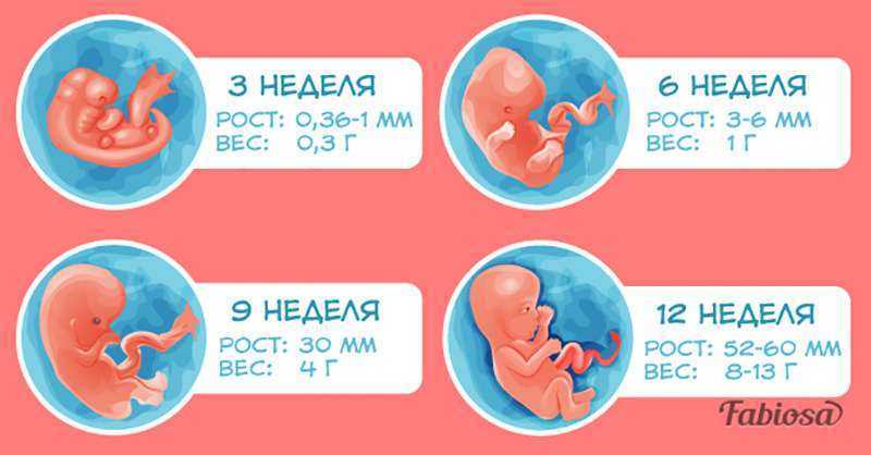 8 12 неделя беременности. Эмбрион по неделям беременности 1 триместр. Развитие плода по неделям беременности 1 триместр. Триместры беременности по неделям. Недели беременности по месяцам.