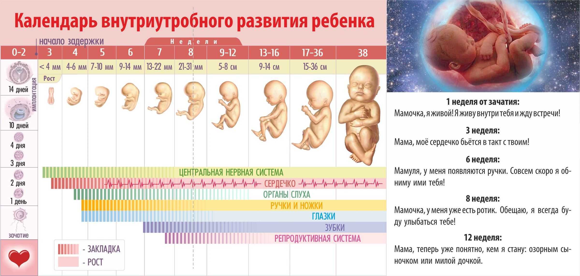 Период развития эмбриона и плода по неделям