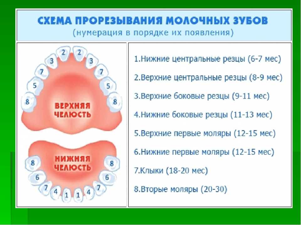 Как режутся зубы у детей схема