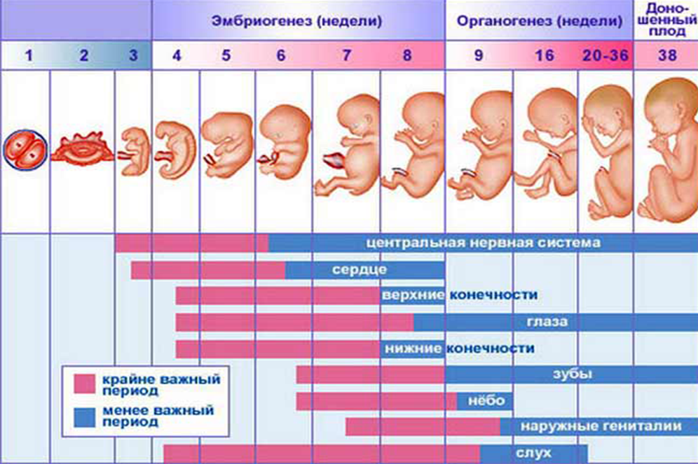 Тянет низ живота 16 недель беременности. Стадии развития плода по неделям. Развитие плода по неделям в картинках. Стадии развития ребенка в утробе. Как выглядит ребёнок в животе по неделям.