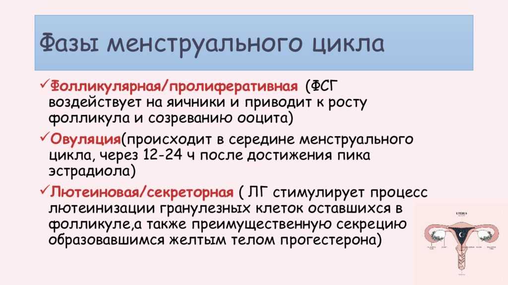 Месячные цикл 21. Фазы менструального цикла. Фазы месячного цикла. Фазы менструационного цикла. Менструальный цикл в норме фазы.