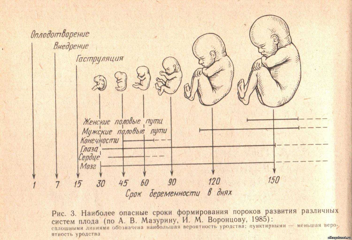 Календарь беременности. 19-я акушерская неделя