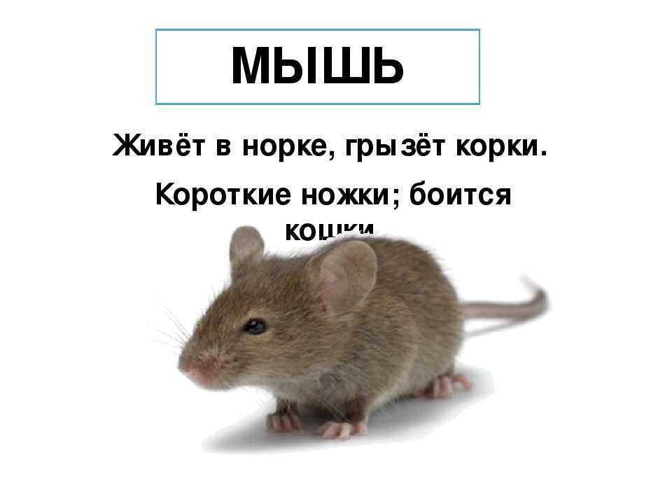 Загадки про животных своими словами для детей