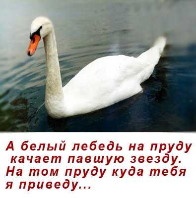 Красивые цитаты о лебедях (30 цитат)