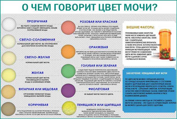 Мочевыделительная система и почки при беременности – или что происходит во время беременности с почками и мочевым трактом
