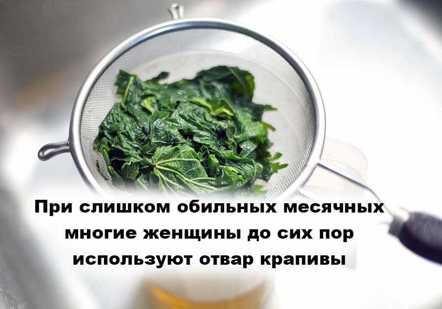 Крапива: лечебные свойства и противопоказания