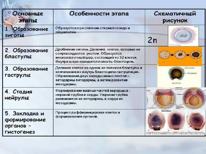 Восстановите подписи к немой схеме этапы эмбрионального развития зигота бластула гаструла нейрула