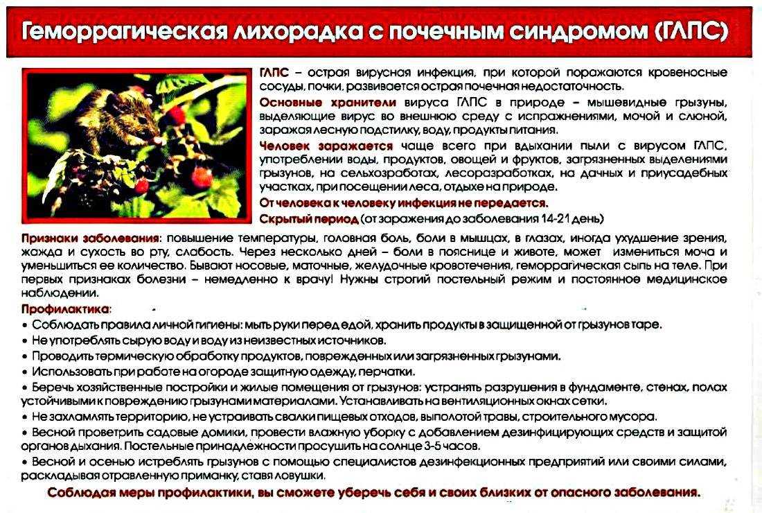 Мышиная лихорадка. что это? | центр здоровой жизни | крым | дзен