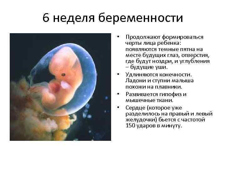 7 неделя беременности: что происходит с плодом и мамой