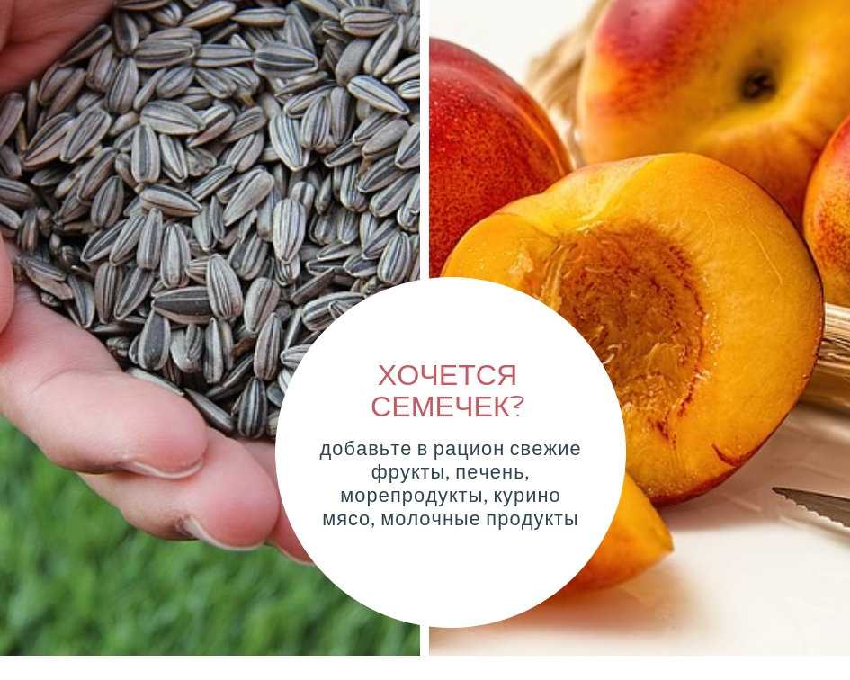 Толстеют ли от семечек: храним фигуру и здоровье